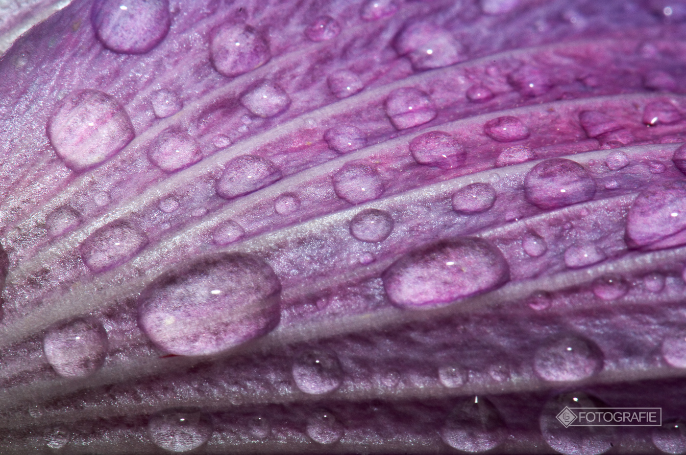 Macro 020