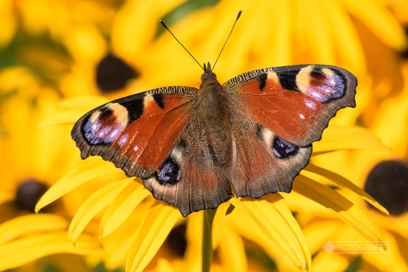 Close up - 6 neue Bilder